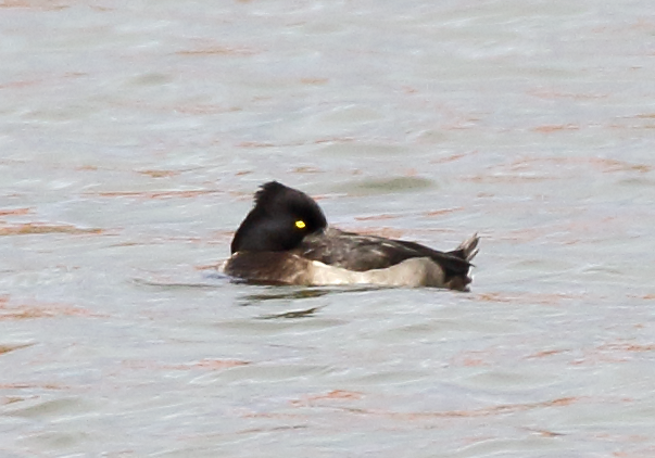 Tufted Duck - ML48101891