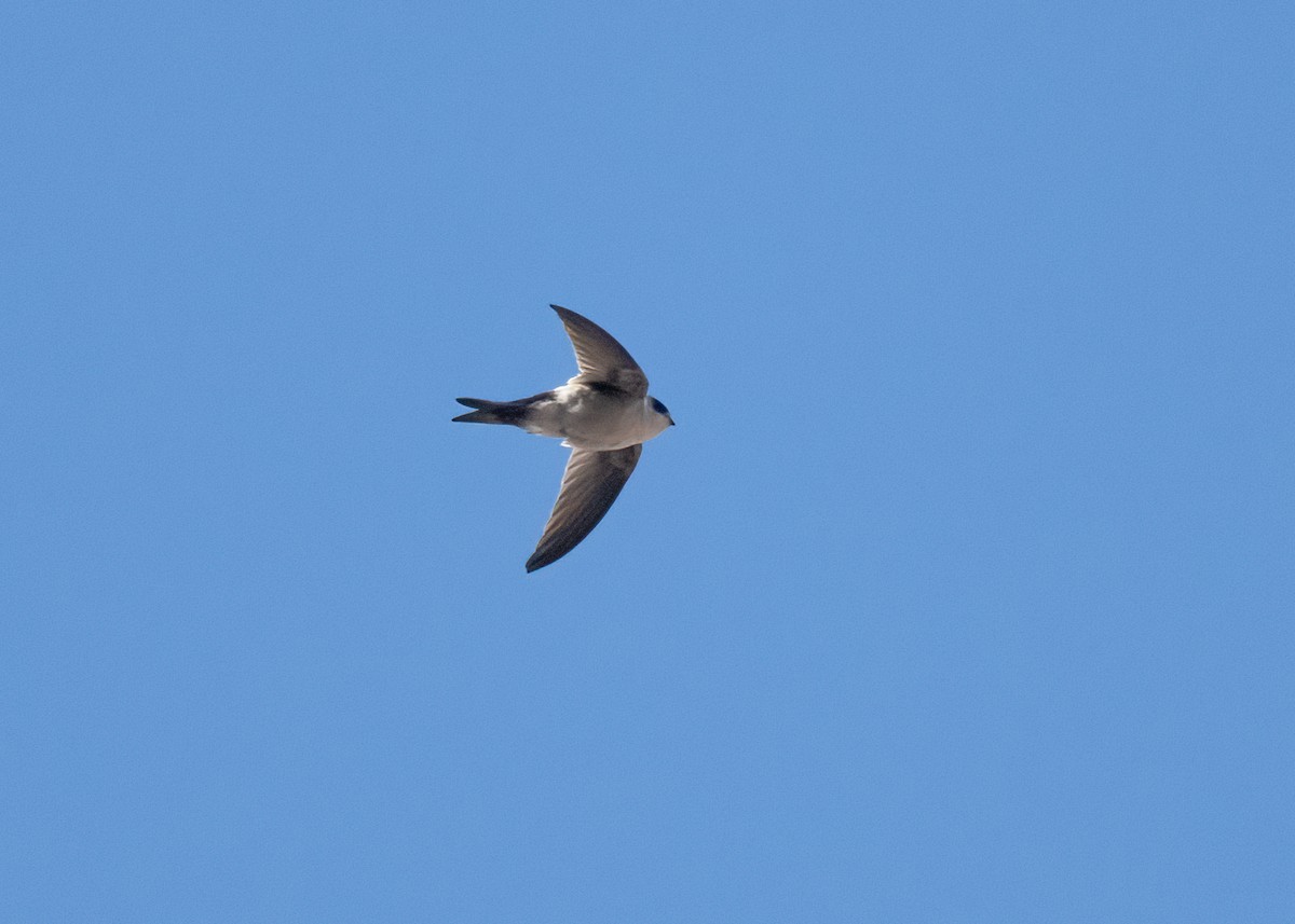 Andean Swift - ML481021411