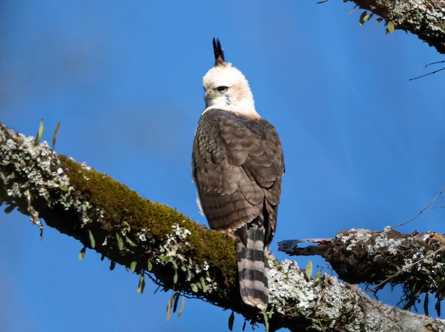 Aguila Crestuda Real - eBird Argentina