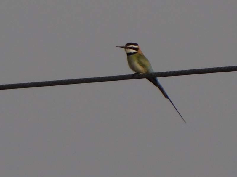 White-throated Bee-eater - Catherine McFadden