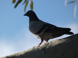 Rock Pigeon (Feral Pigeon), ML481024841