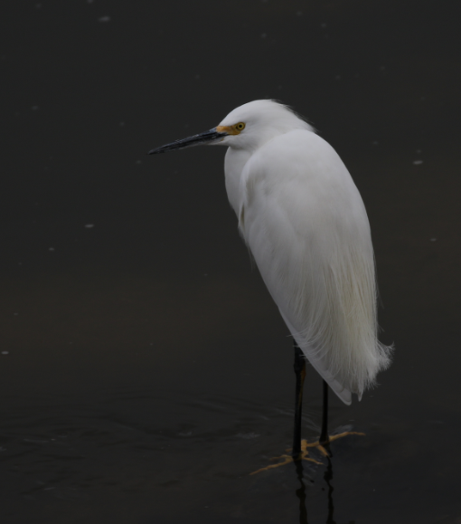 Snowy Egret - ML48103031