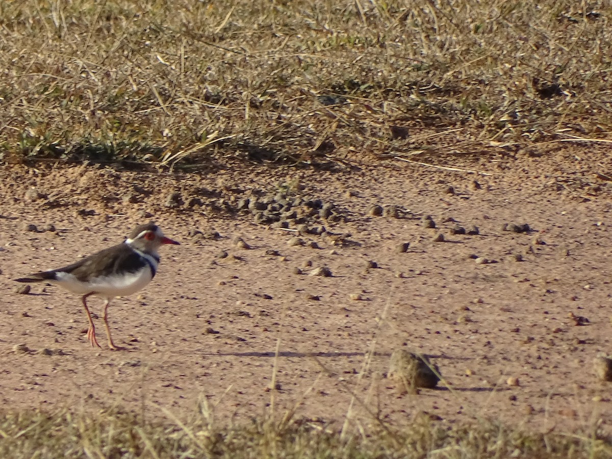 Three-banded Plover - ML481031091