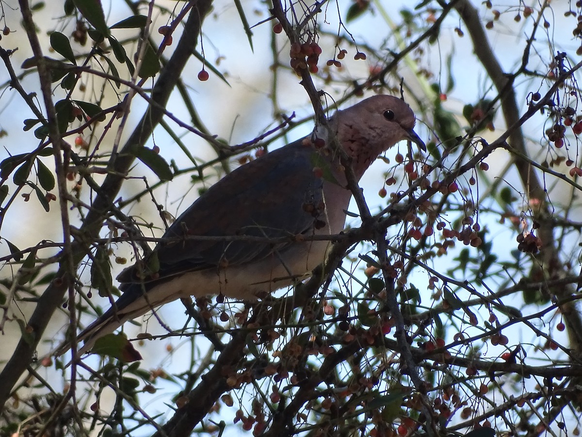 Laughing Dove - ML481031161