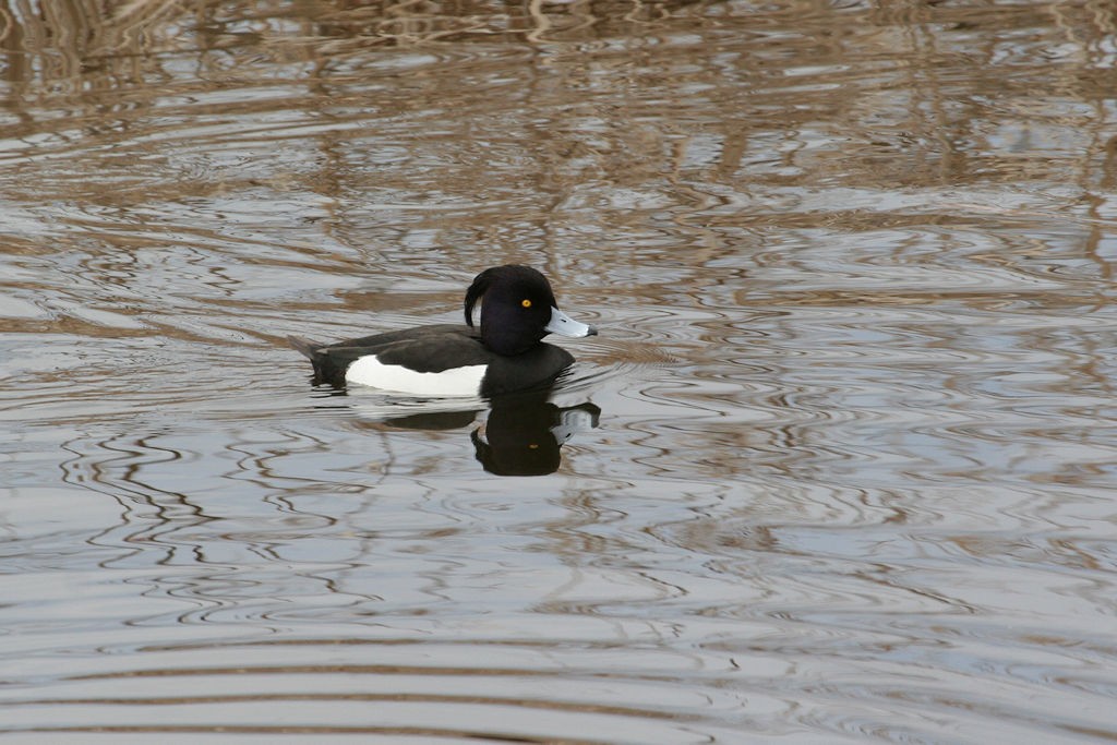 Tufted Duck - ML48103251