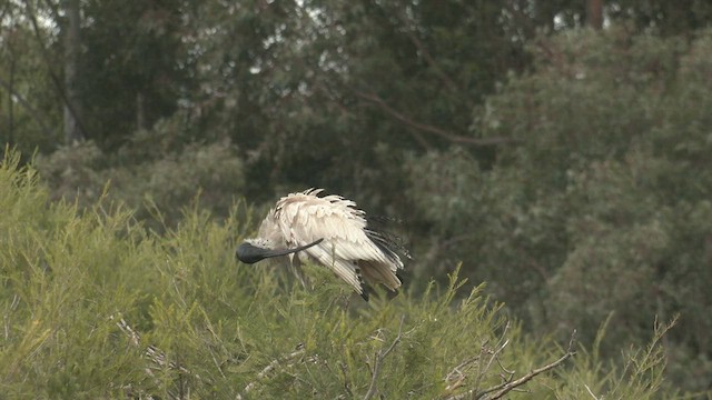 ibis australský - ML481034831