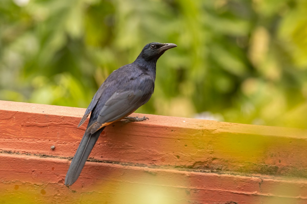 Red-winged Starling - ML481037571