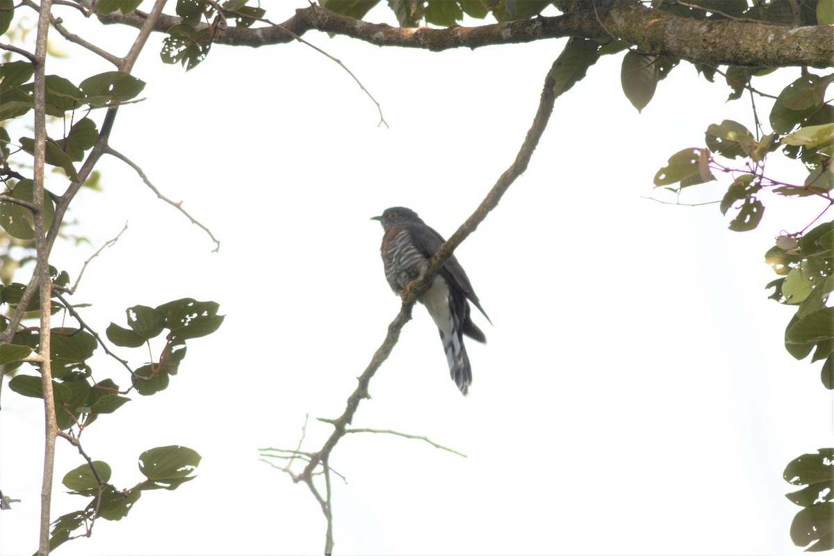 Large Hawk-Cuckoo - Steven Rodan