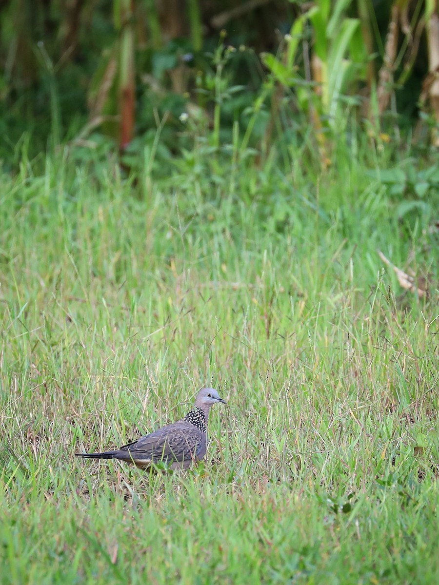 Spotted Dove - ML481041581