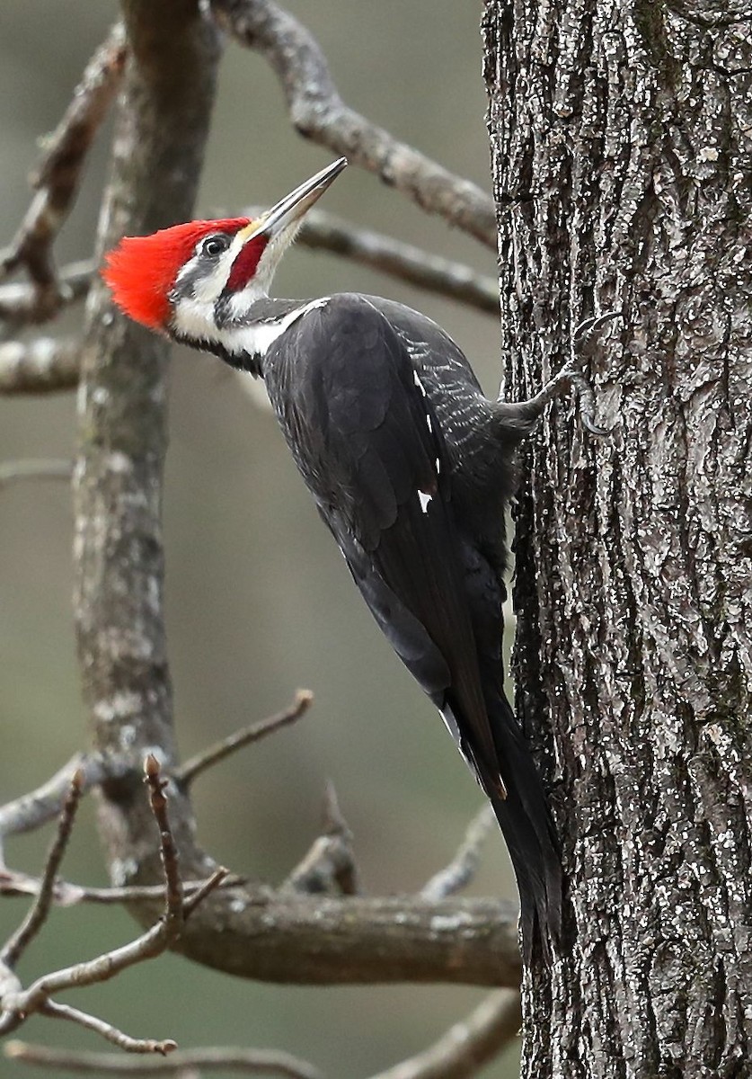 Pileated Woodpecker - Charles Lyon