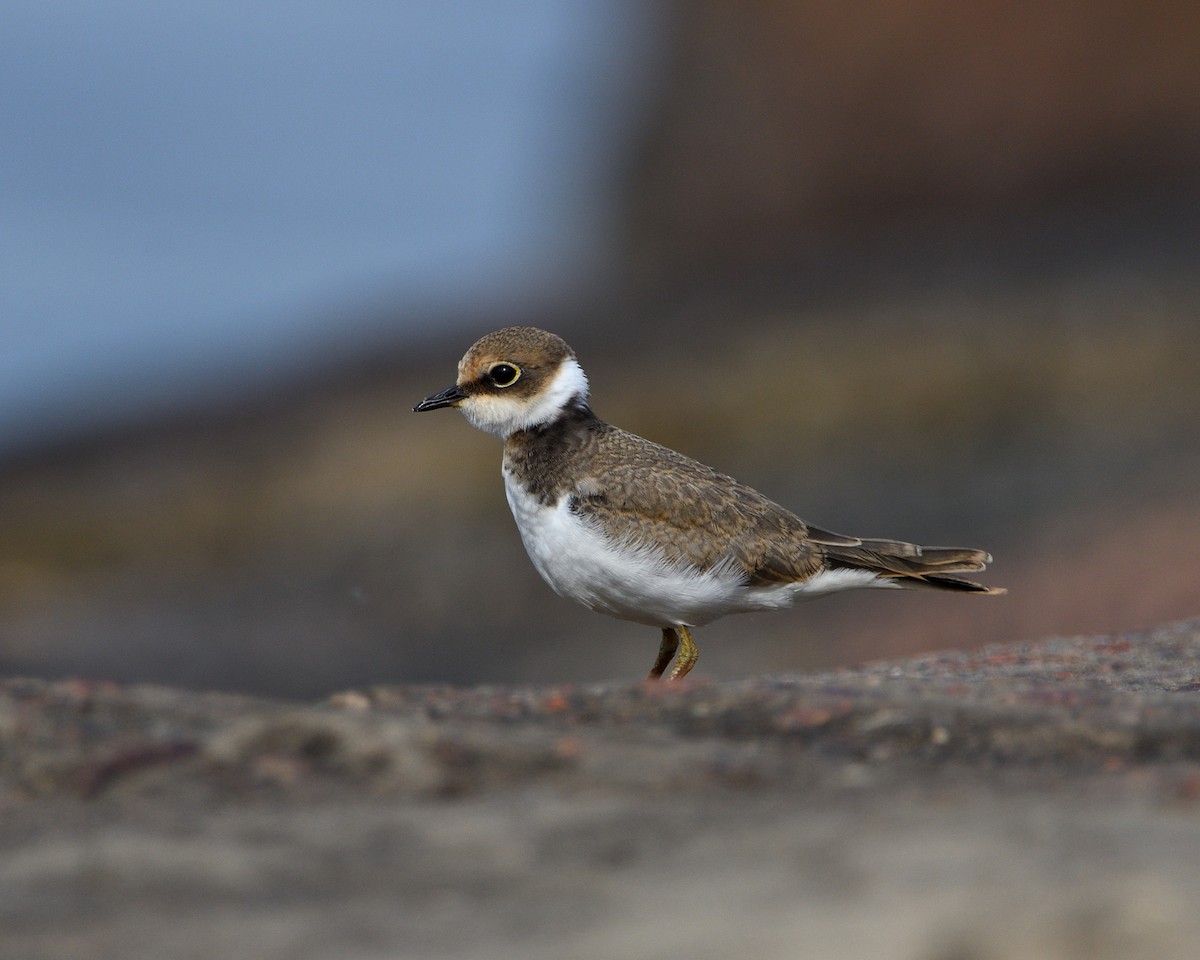 ML481043561 - Little Ringed Plover - Macaulay Library