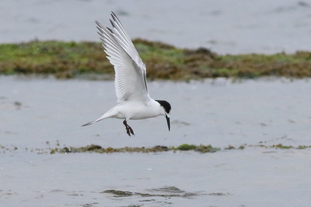 White-fronted Tern - ML481044361