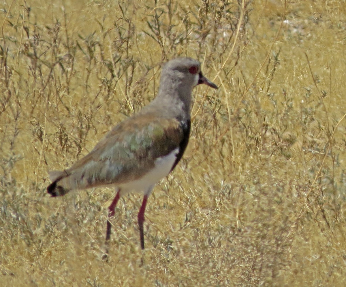 Southern Lapwing - Tom Edell