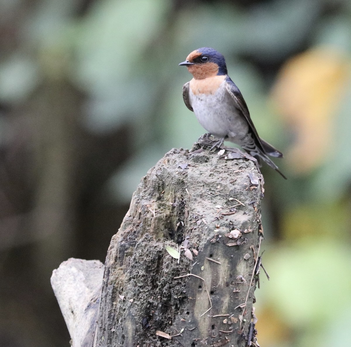 Welcome Swallow - ML481048941