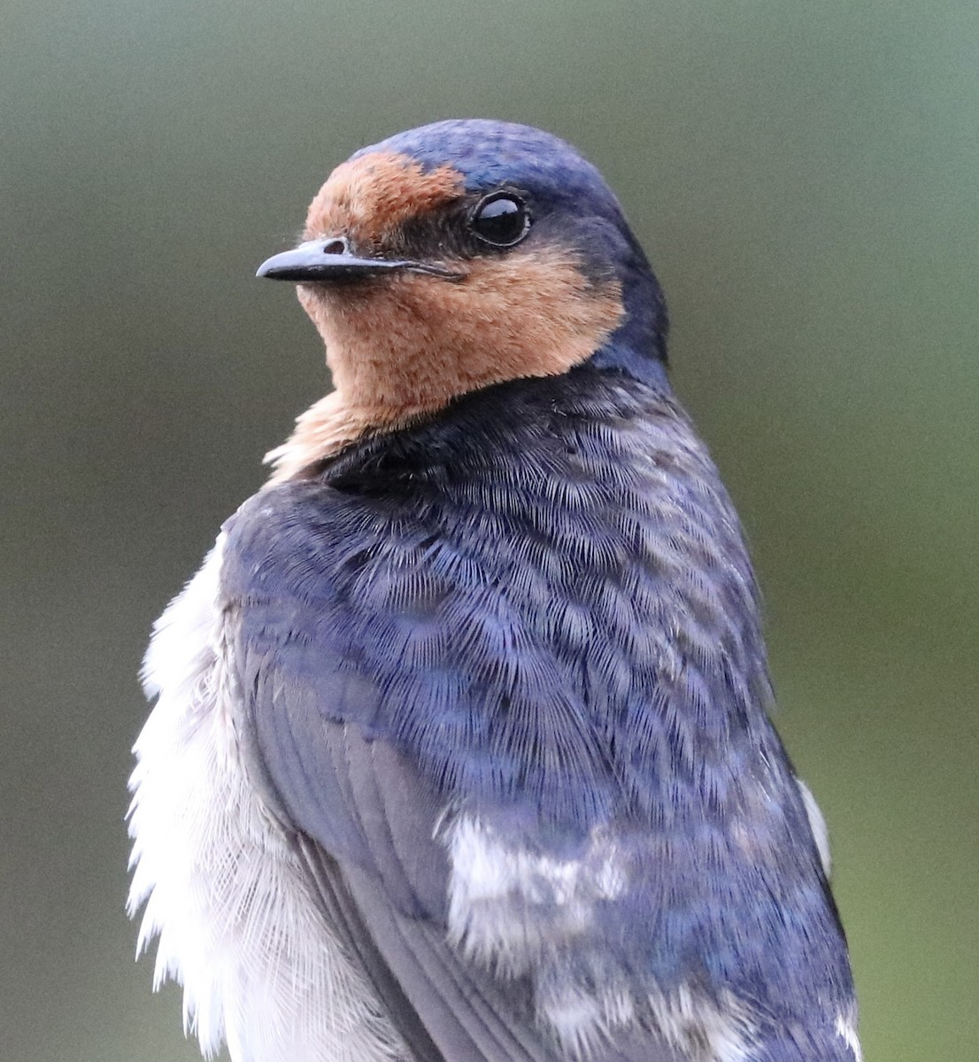 Welcome Swallow - ML481048951