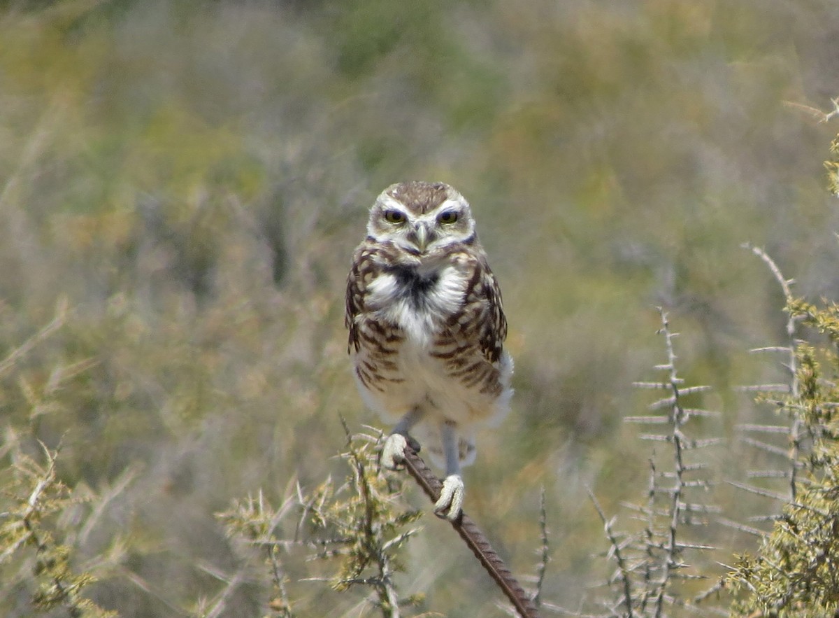 Burrowing Owl - Tom Edell