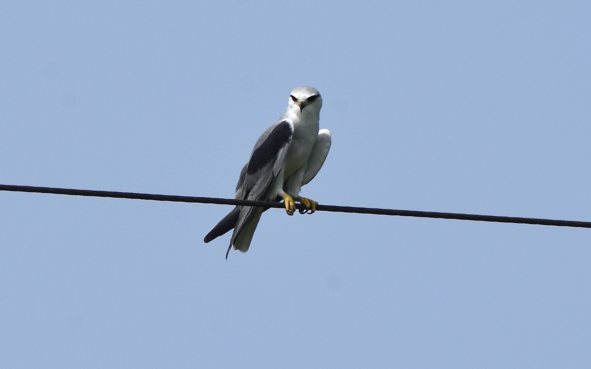 Black-winged Kite (Asian) - ML481050661