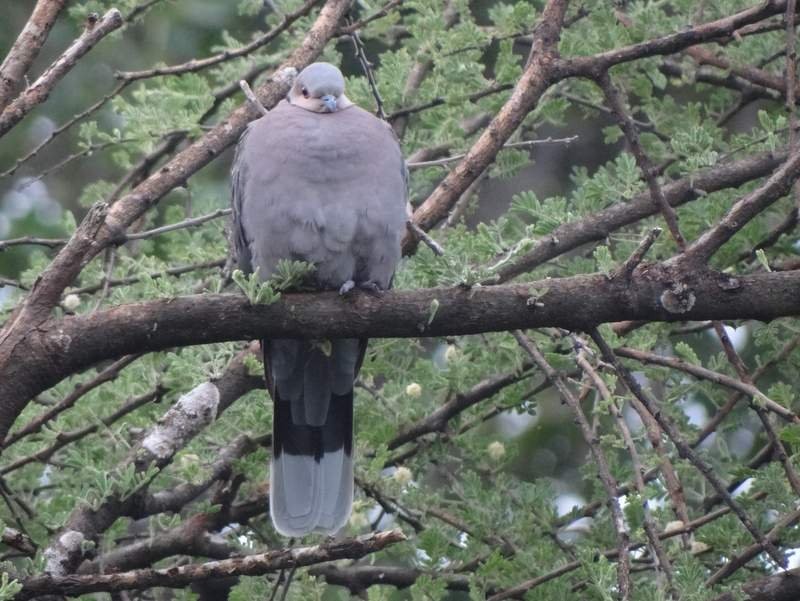 Red-eyed Dove - ML48105311