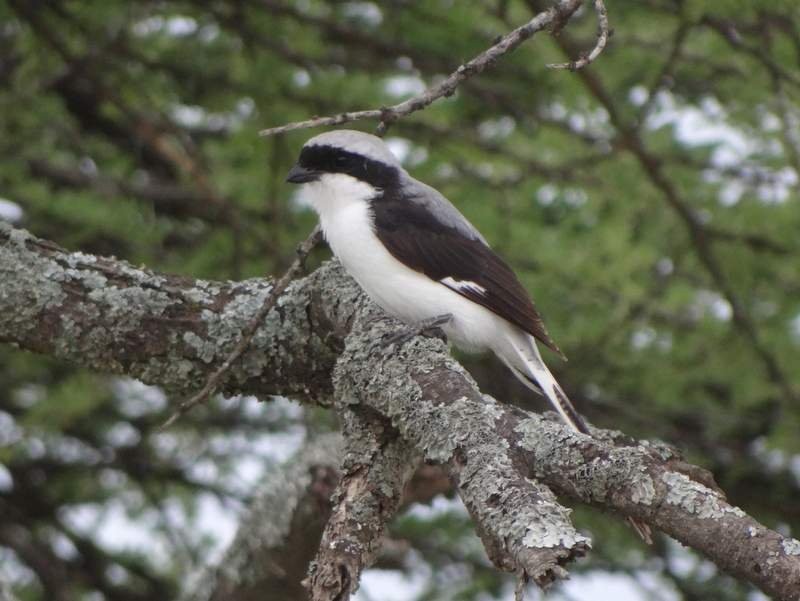 Gray-backed Fiscal - ML48105941