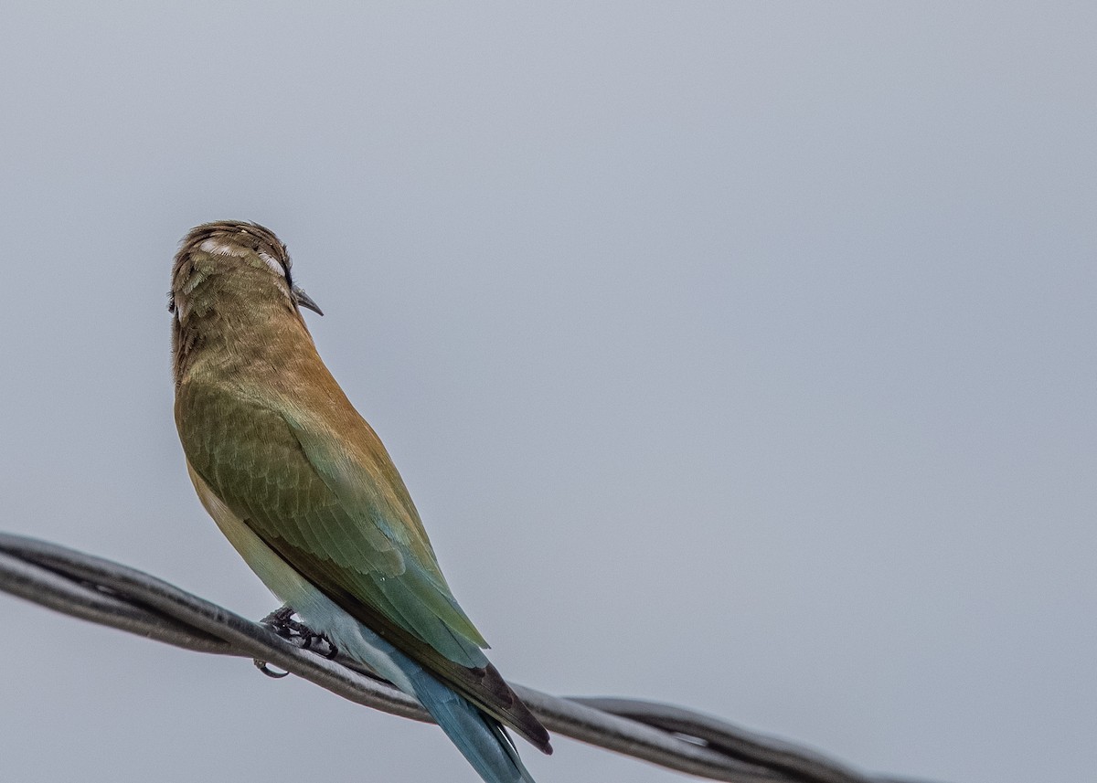 Blue-tailed Bee-eater - ML481064001