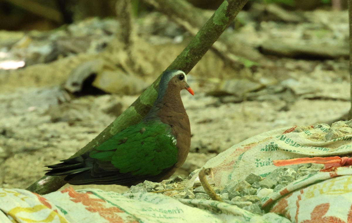 Asian Emerald Dove - Paul Passant