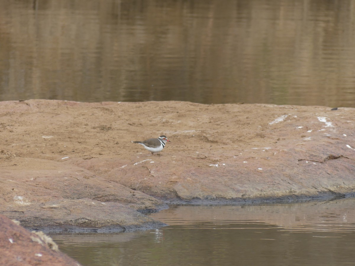 Three-banded Plover - ML481072001