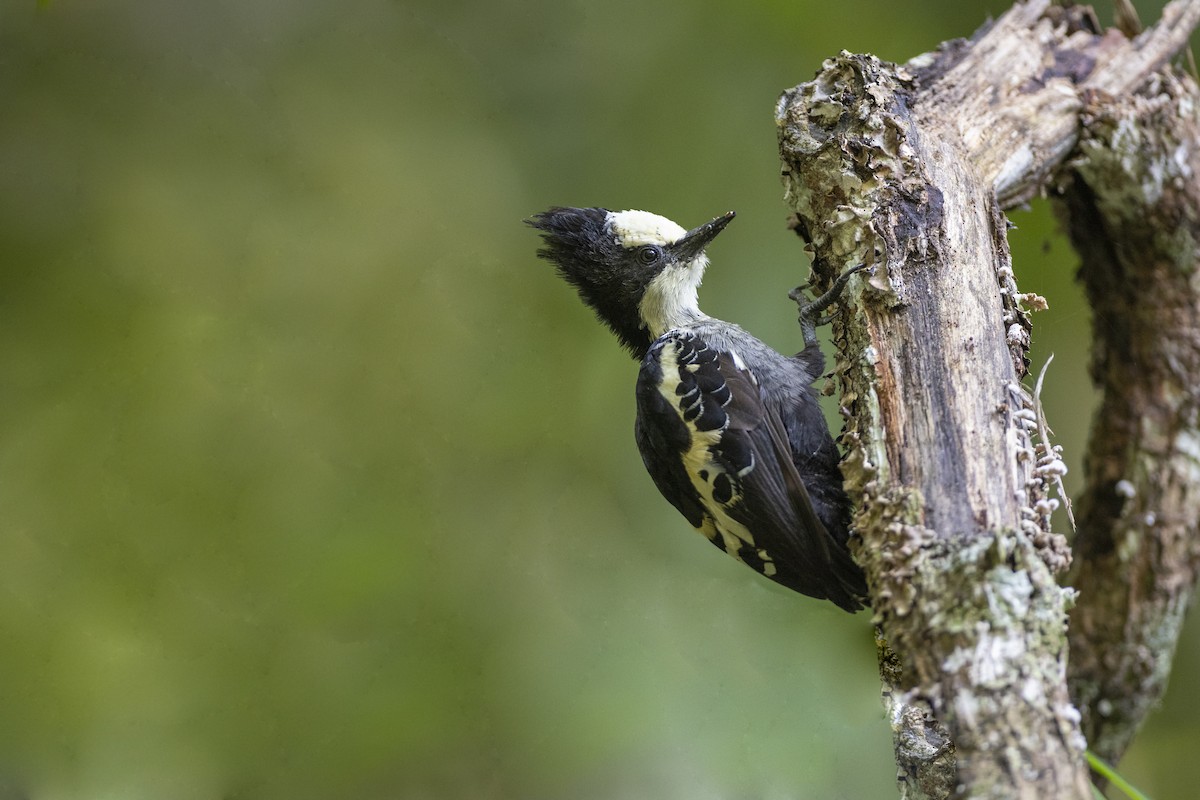 Heart-spotted Woodpecker - Jan-Peter  Kelder