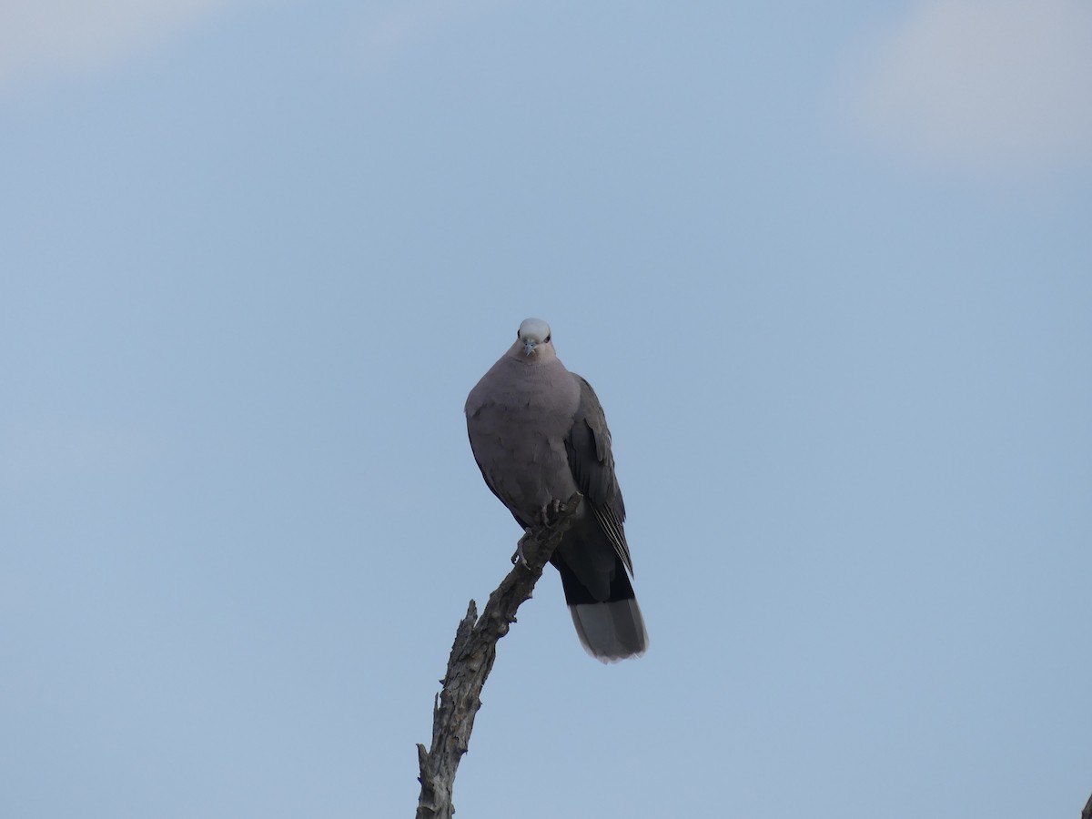Red-eyed Dove - ML481072121