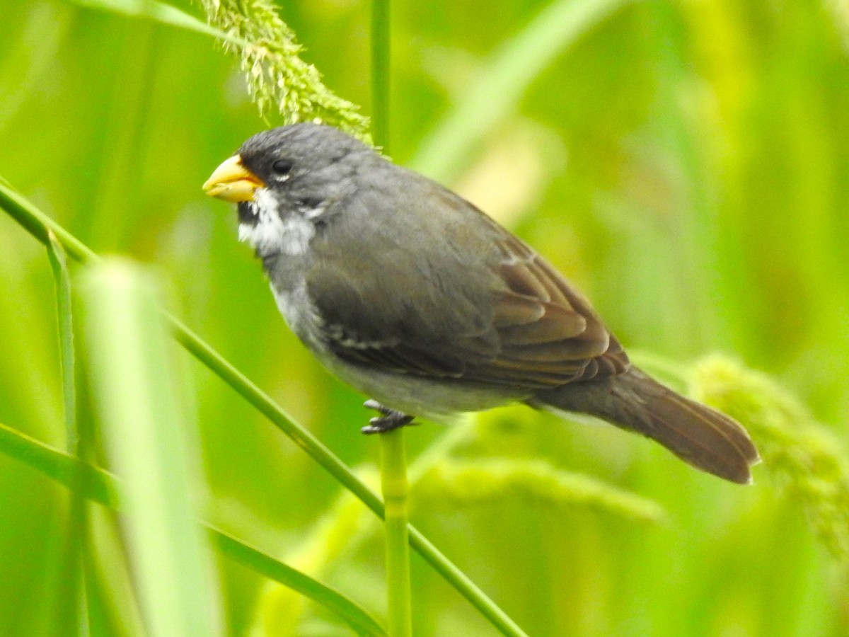 Double-collared Seedeater - ML481074621