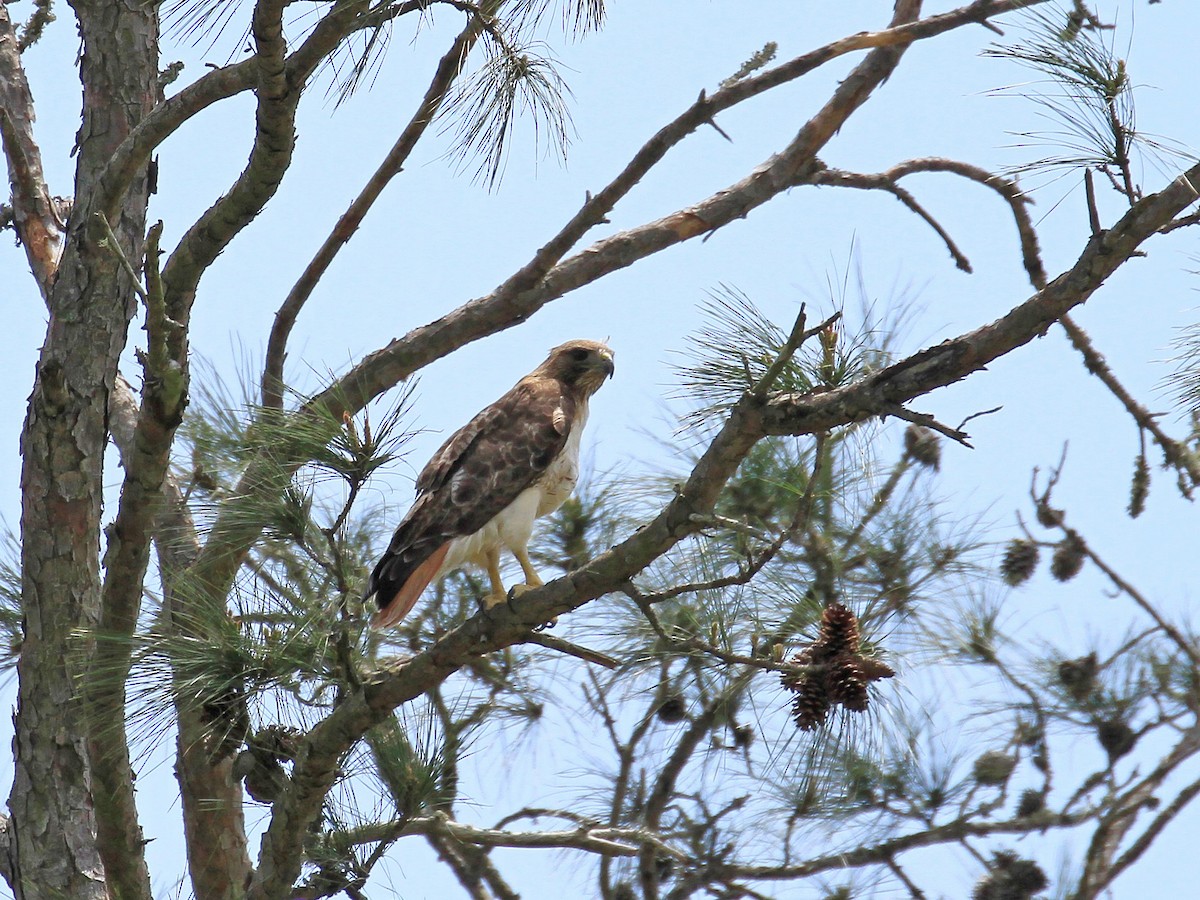Red-tailed Hawk - ML481076751