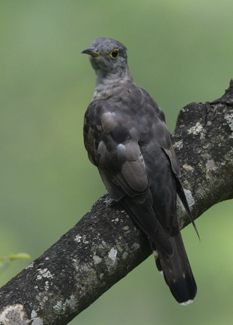 Lesser/Indian Cuckoo - ML481084481