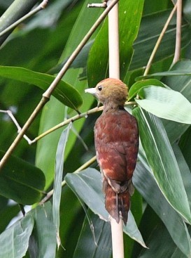 Pale-headed Woodpecker - ML481084681
