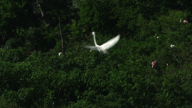 Great Egret (American) - ML481085