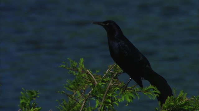 Great-tailed Grackle (Great-tailed) - ML481086
