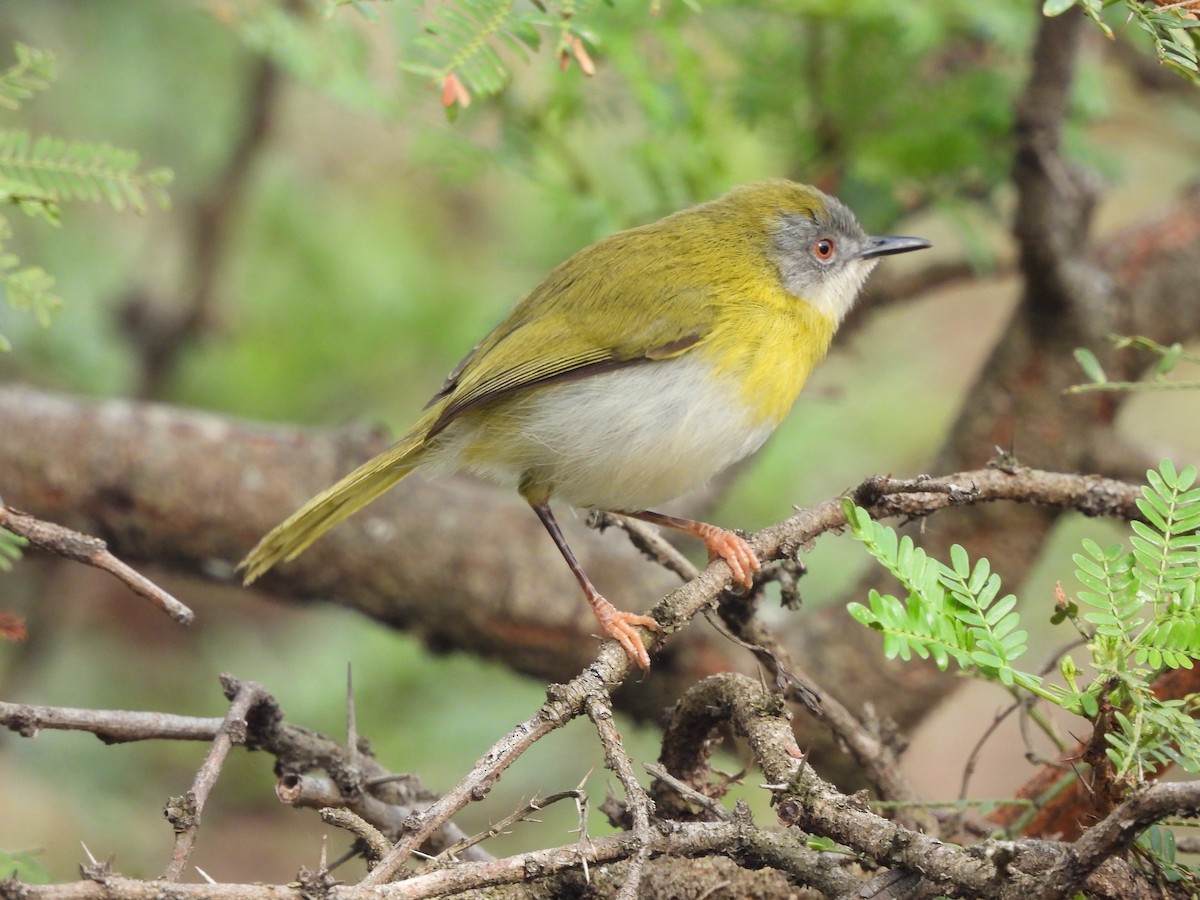 Yellow-breasted Apalis - ML481086041