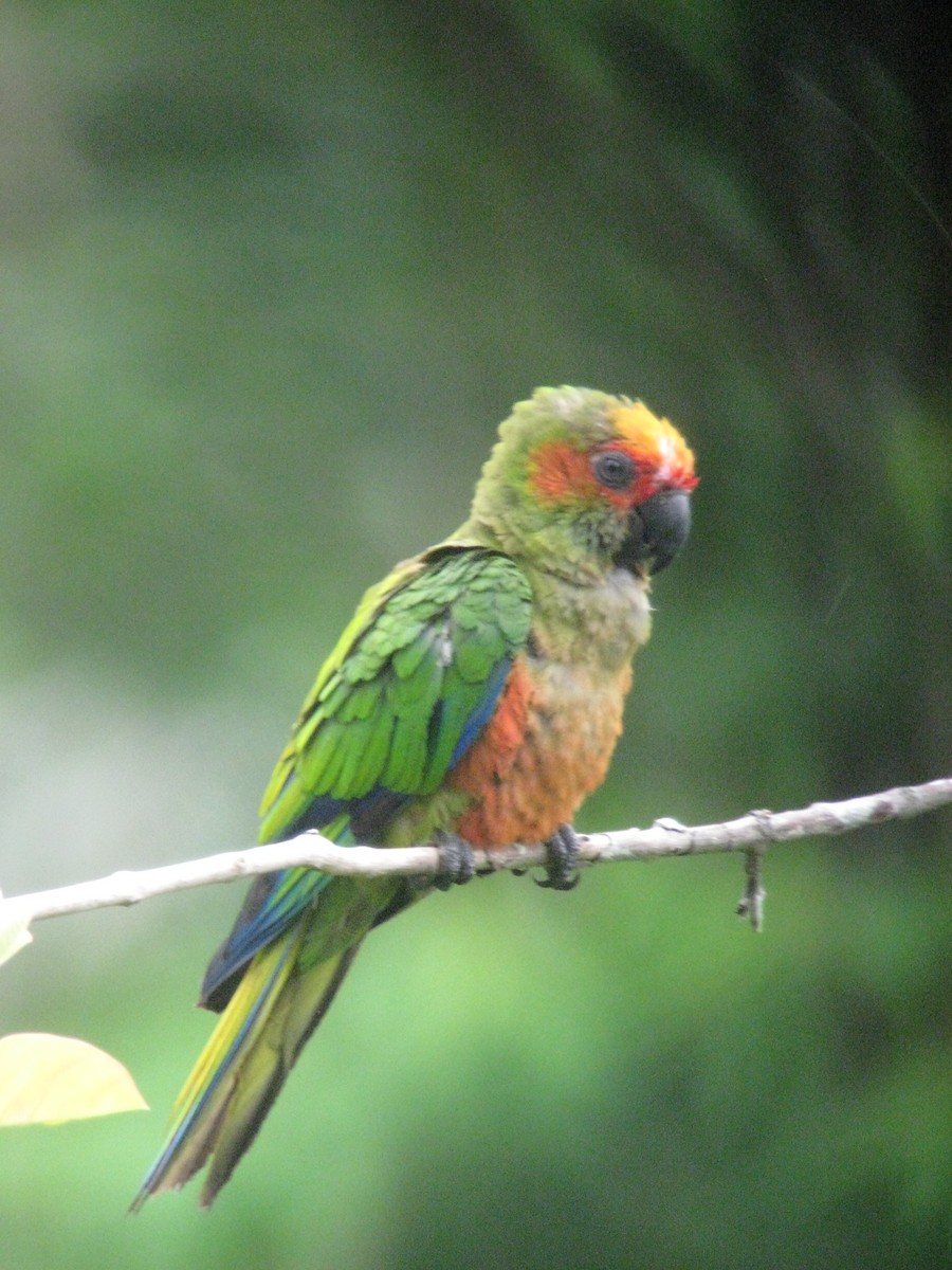 Golden-capped Parakeet - Bob Hargis