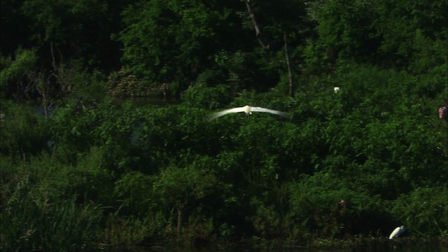 Great Egret (American) - ML481087