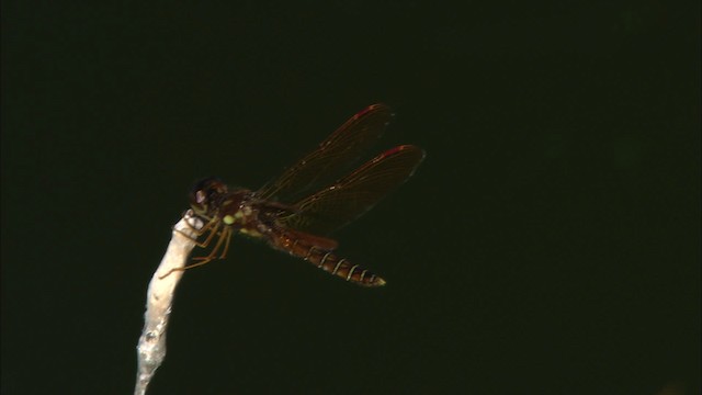Dragonflies and Damselflies - ML481089