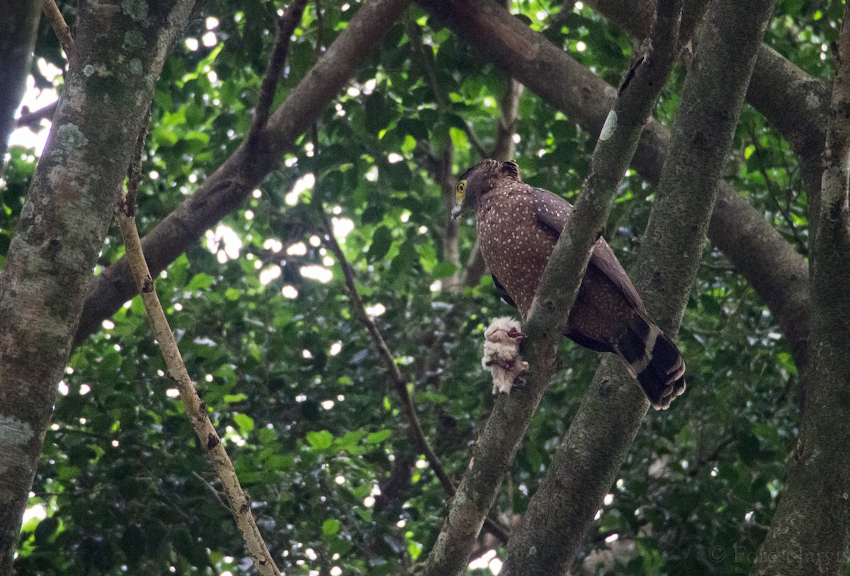 Philippine Serpent-Eagle - Forest Botial-Jarvis