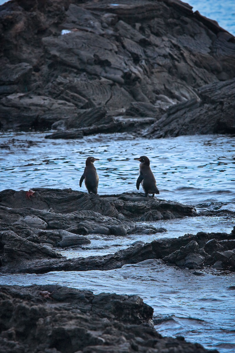 Galapagos Penguin - ML481093201