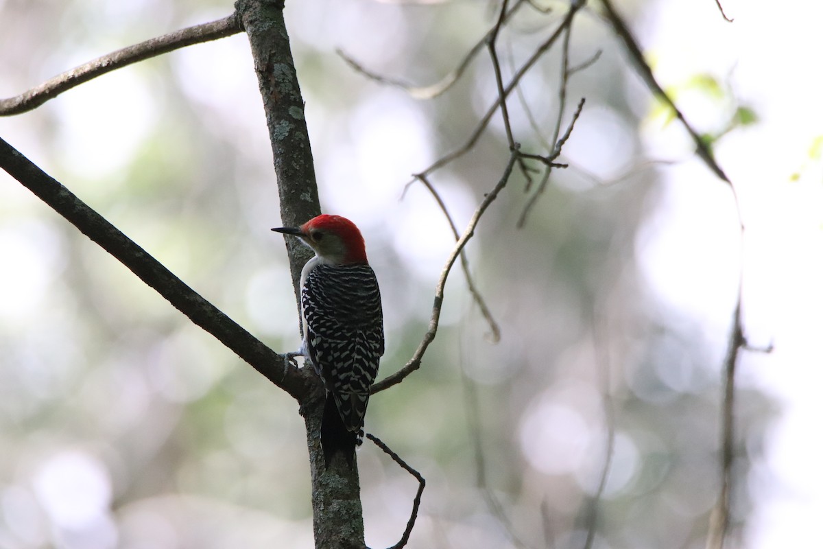 Red-bellied Woodpecker - ML481093411