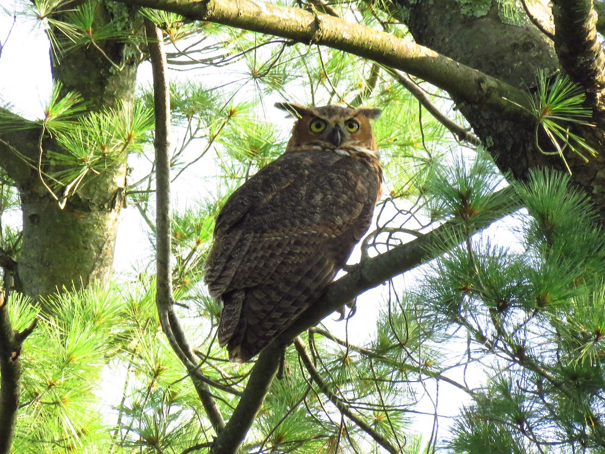 Great Horned Owl - ML481094661
