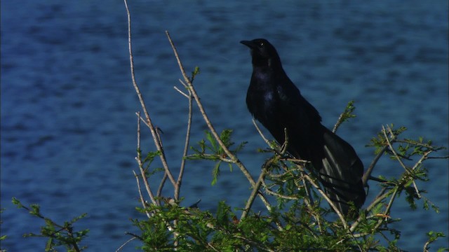 Great-tailed Grackle (Great-tailed) - ML481100