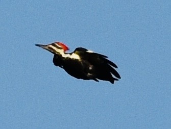 Pileated Woodpecker - ML481101071