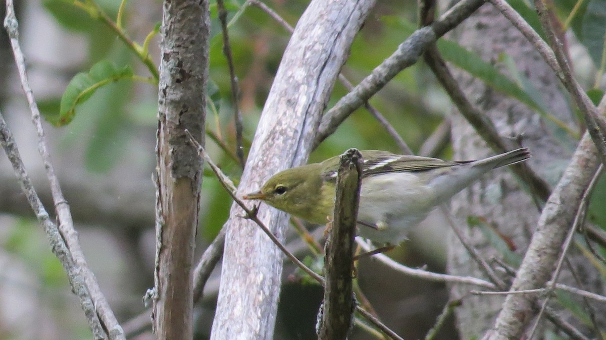 Bay-breasted Warbler - ML481101741