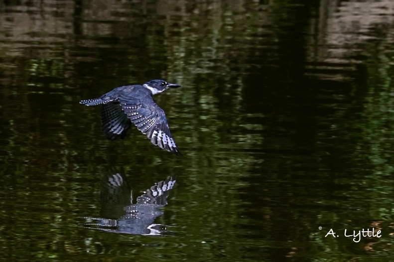 Belted Kingfisher - Andrea Lyttle