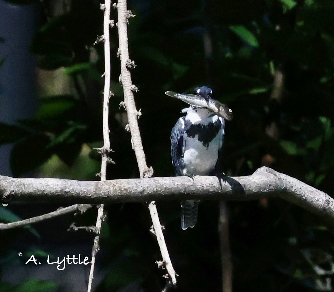 Belted Kingfisher - ML481101791