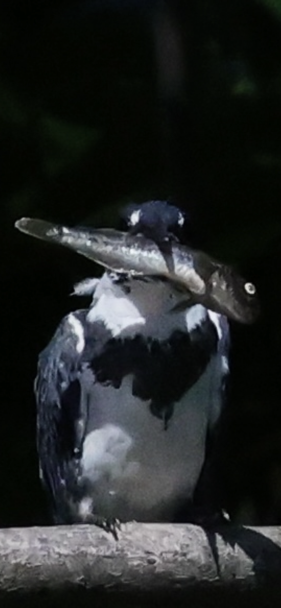 Belted Kingfisher - ML481101801
