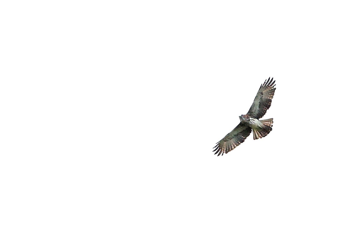 Новогвинейский орёл-карлик - ML481104561
