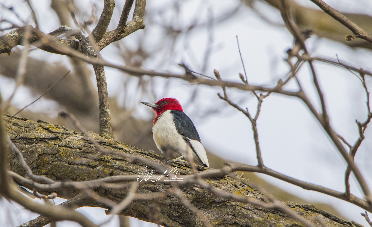 Red-headed Woodpecker - ML48110921